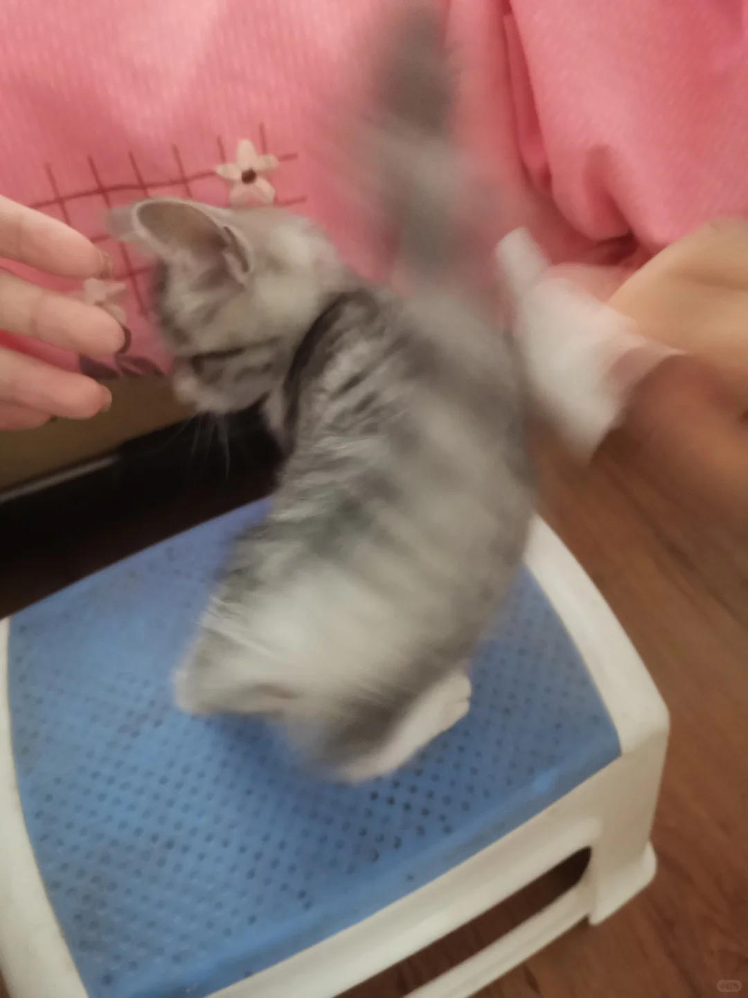 大同市谁家小猫丢了