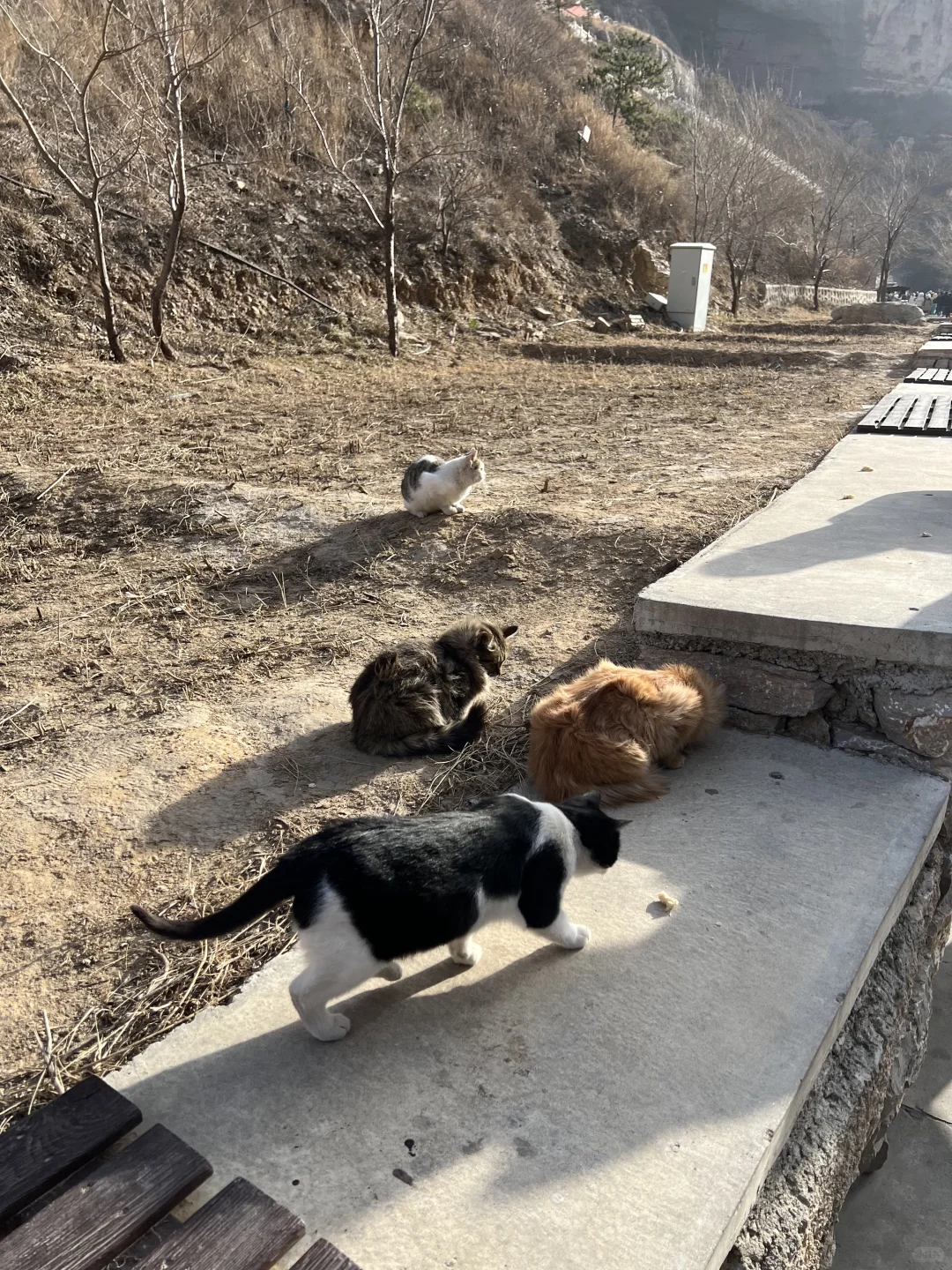 大同之旅 晕碳中