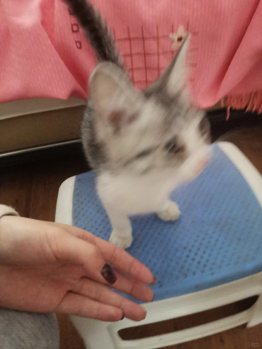 大同市谁家小猫丢了