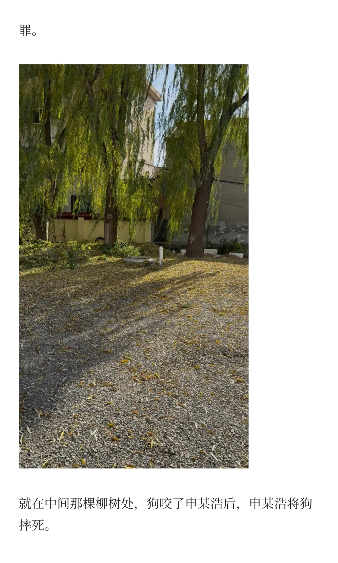 狗咬人引发的命案：“反杀”是否防卫过度？