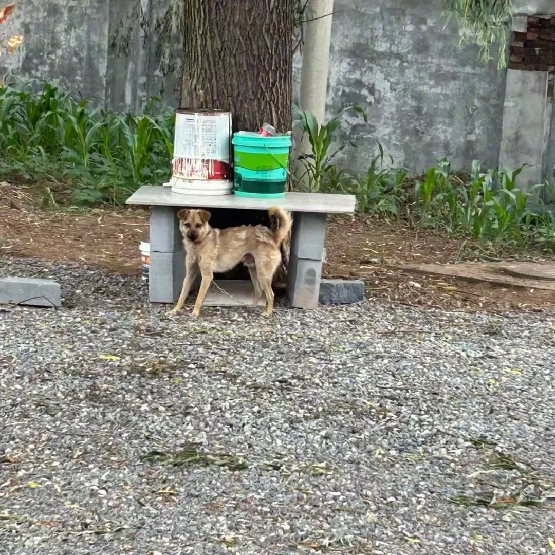 狗咬人引发血案！闯宅讨说法反被杀，妻子后