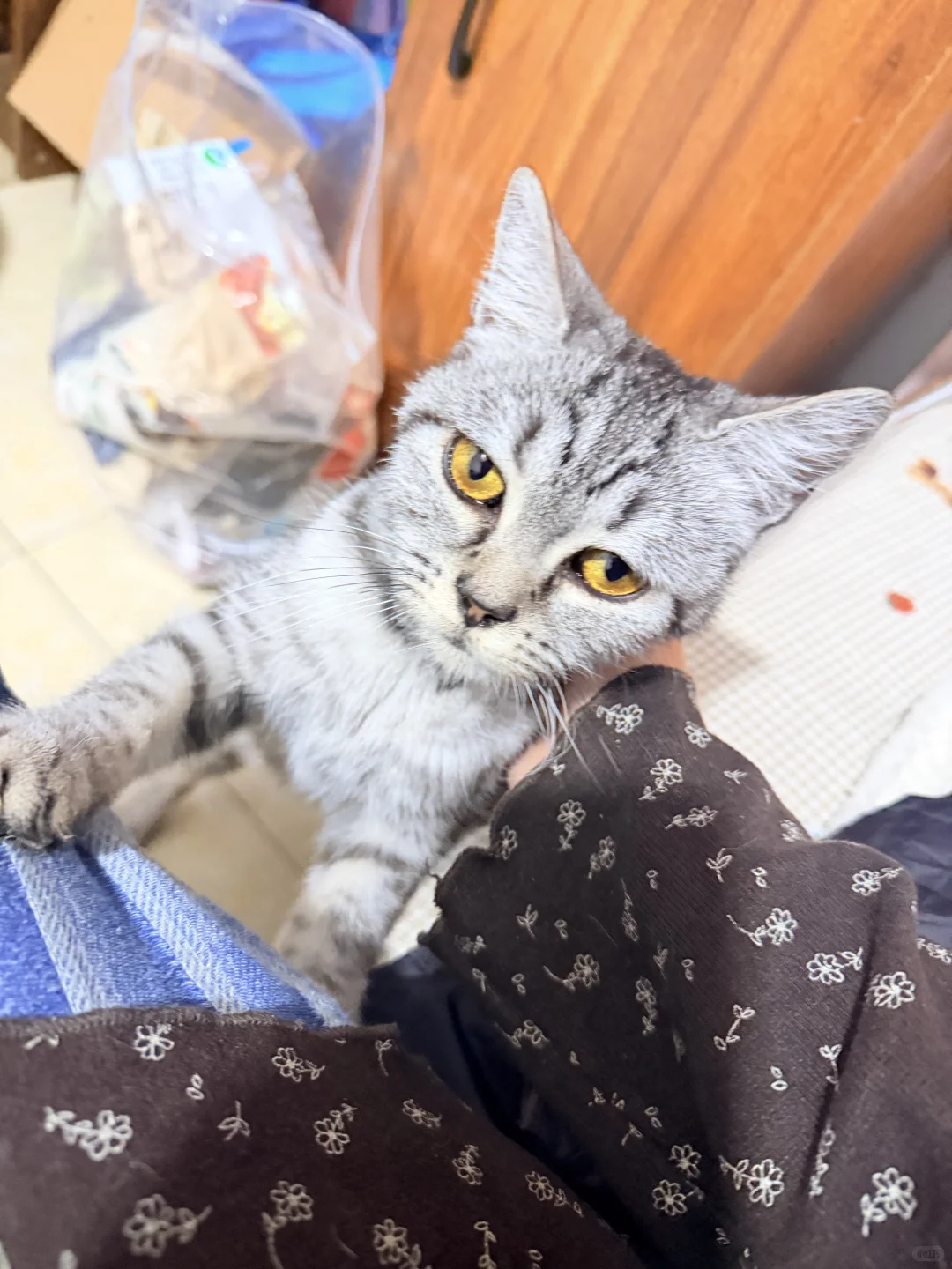 长治绝世好猫无偿领养！！