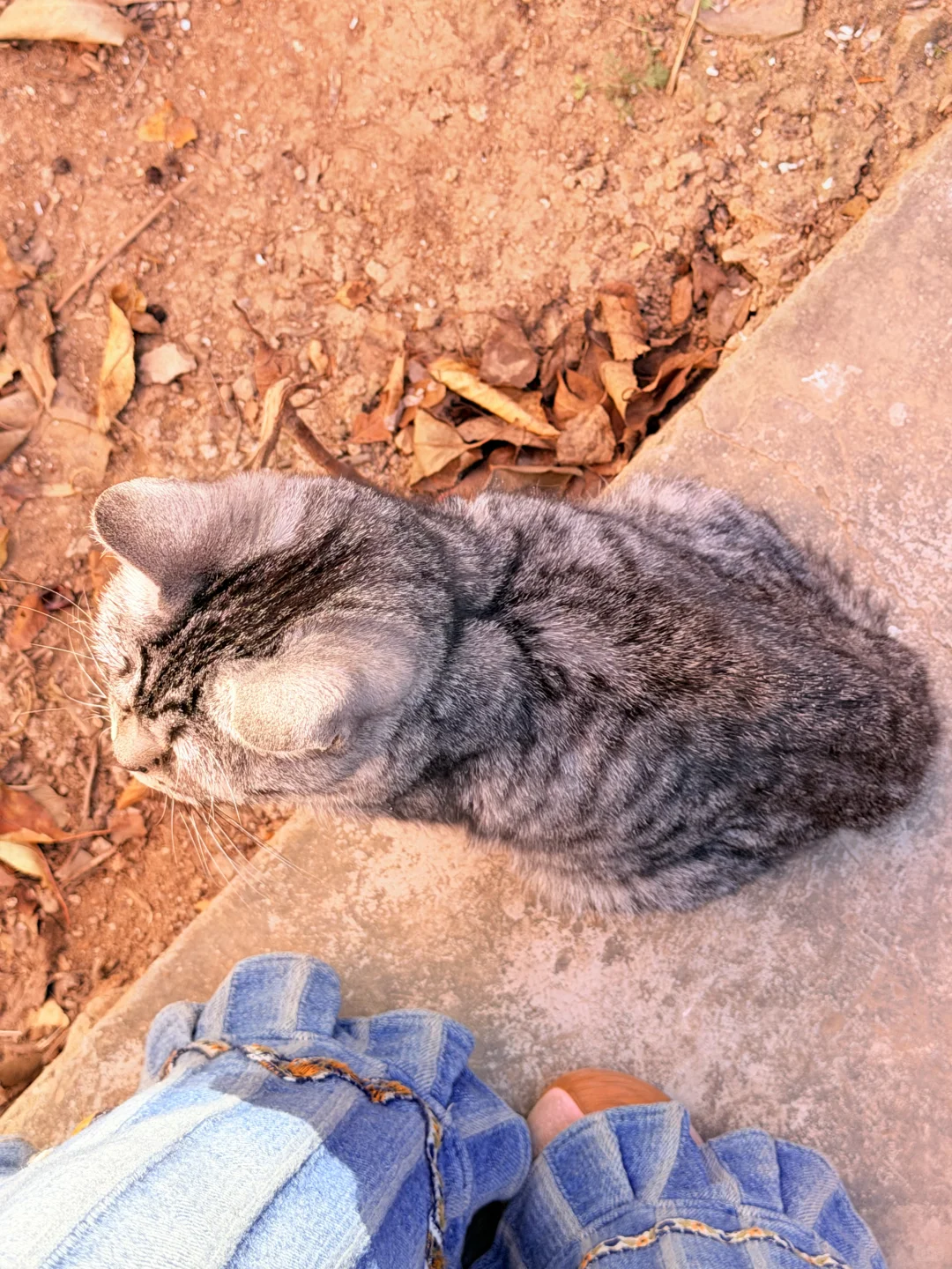 长治绝世好猫无偿领养！！