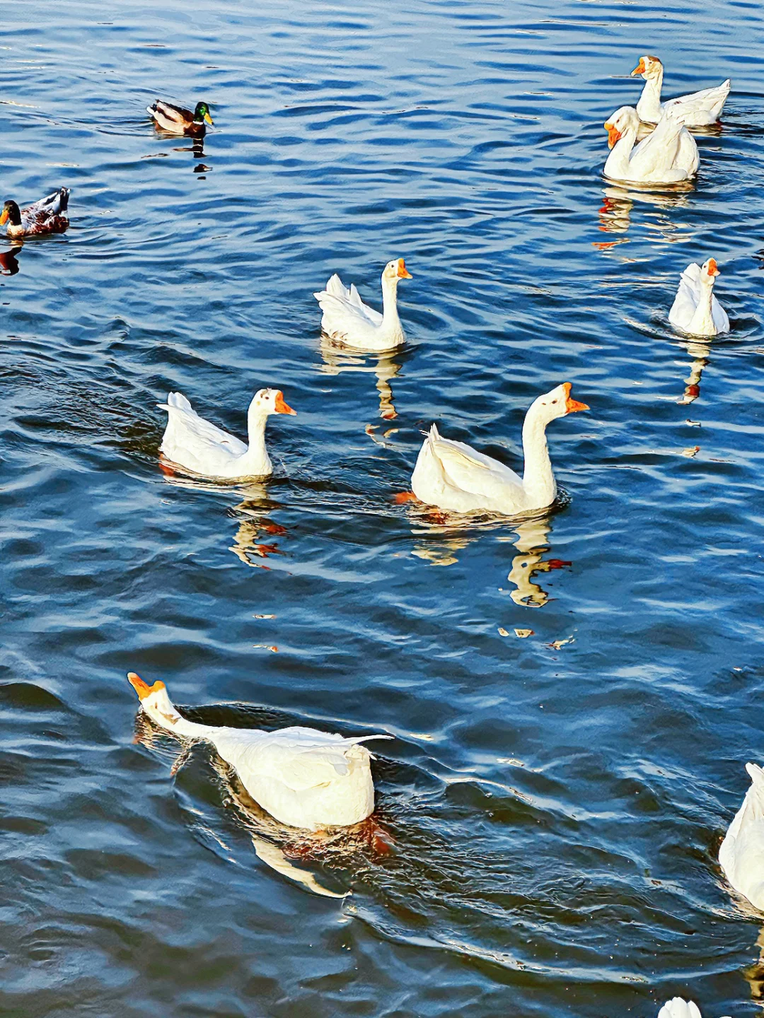 太原的冬天！鹅鹅鹅鸭鸭鸭🦆🦆🦆