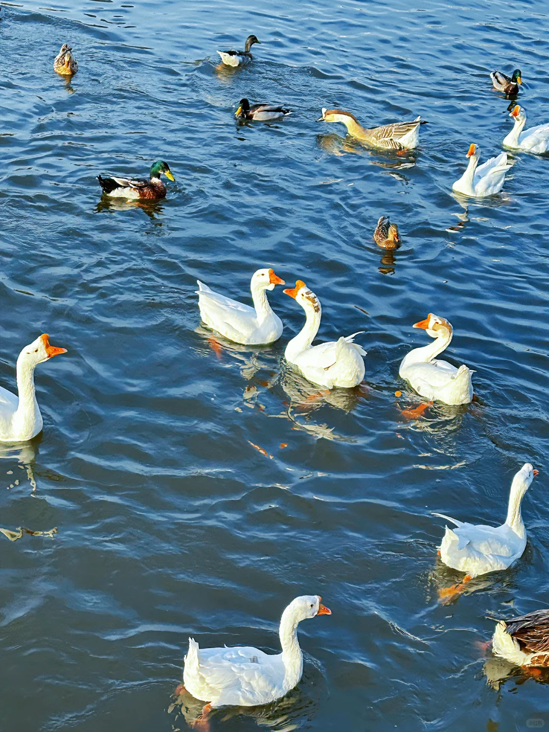 太原的冬天！鹅鹅鹅鸭鸭鸭🦆🦆🦆