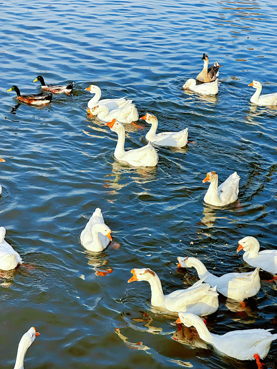 太原的冬天！鹅鹅鹅鸭鸭鸭🦆🦆🦆