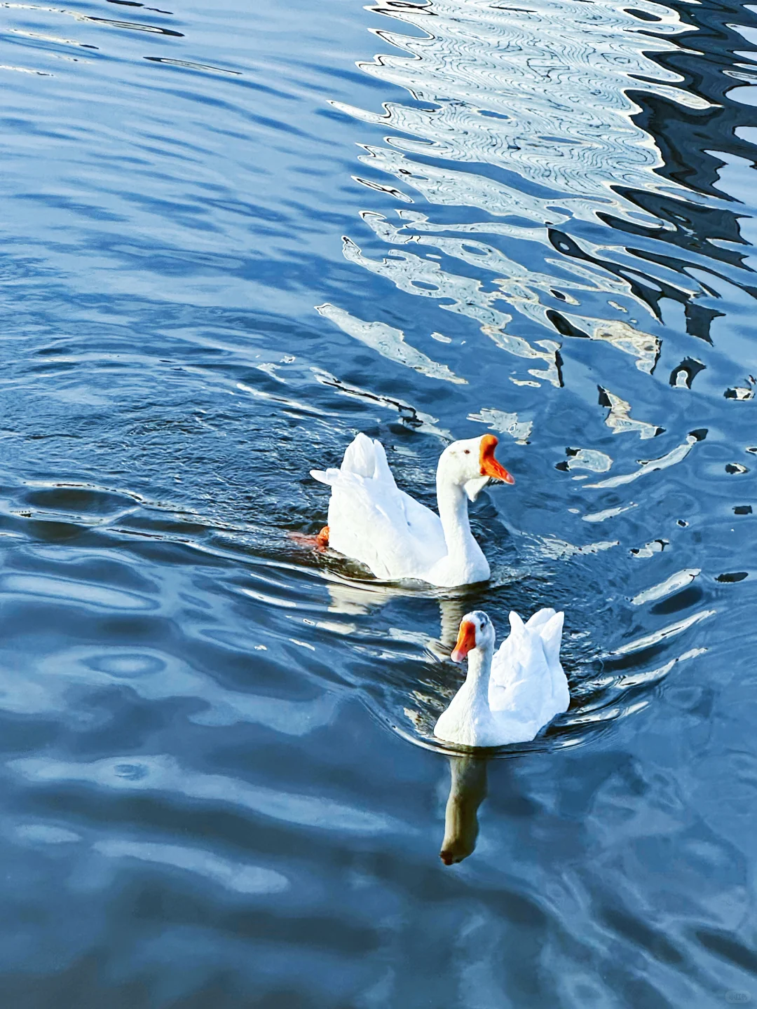 太原的冬天！鹅鹅鹅鸭鸭鸭🦆🦆🦆