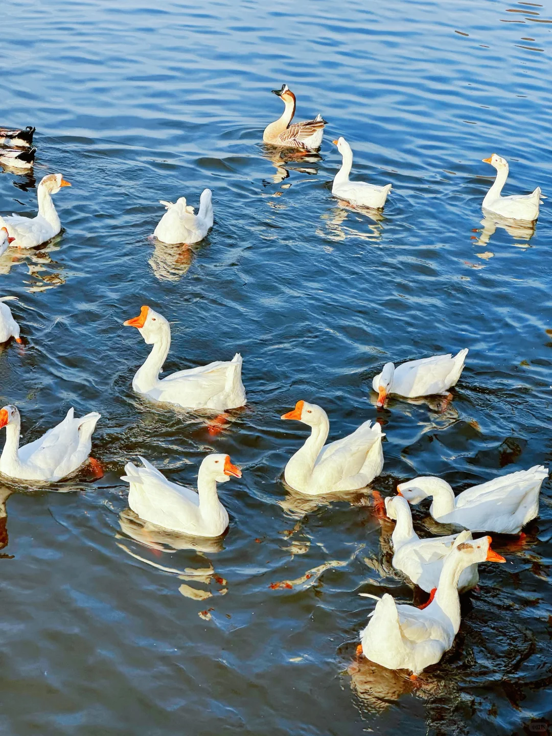 太原的冬天！鹅鹅鹅鸭鸭鸭🦆🦆🦆