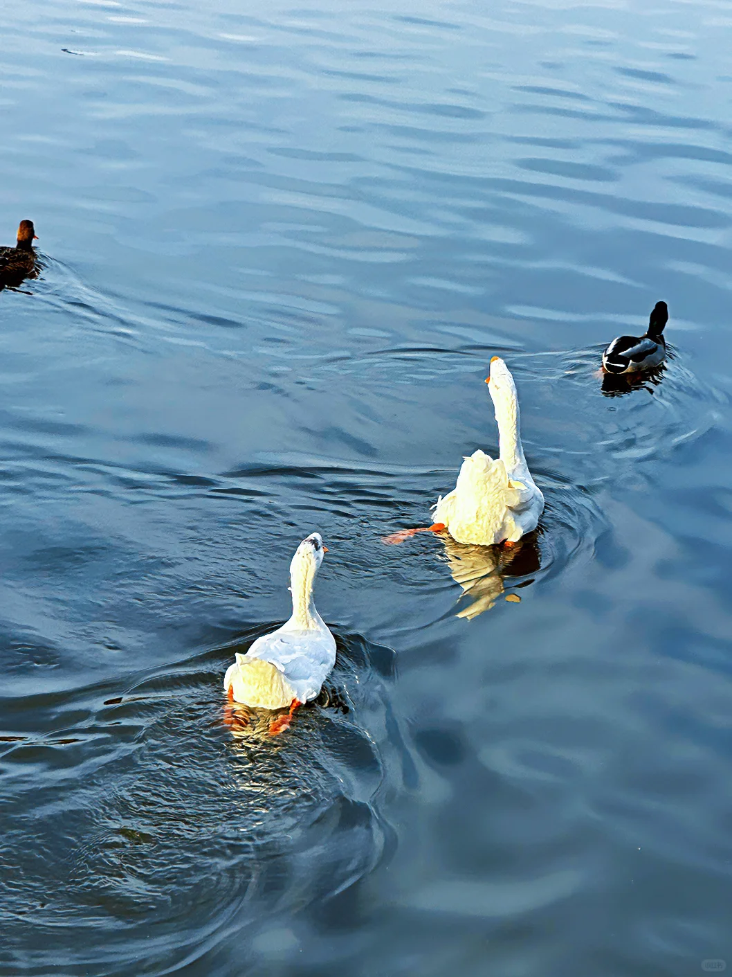 太原的冬天！鹅鹅鹅鸭鸭鸭🦆🦆🦆