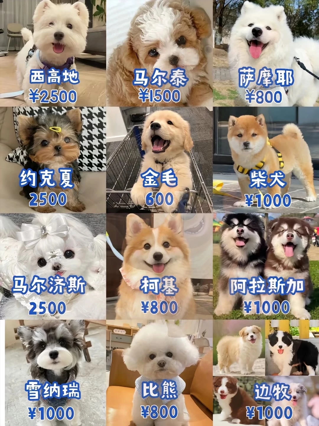 长治宠物市场 长治去哪选狗