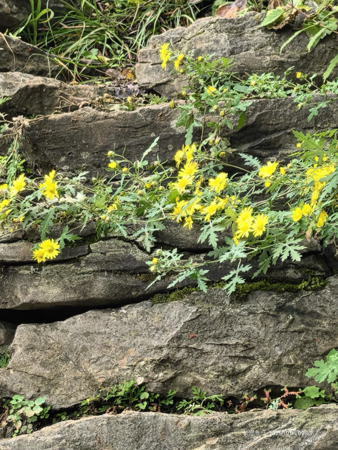 花草620：甘菊？