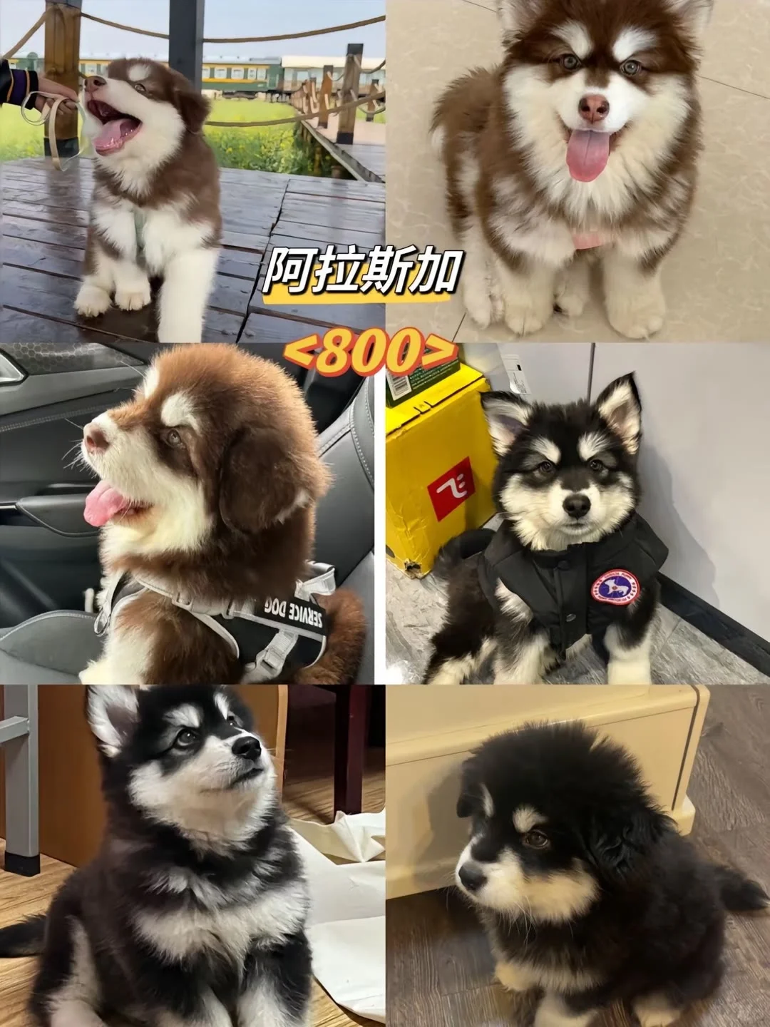 长治宠物市场 长治去哪选狗