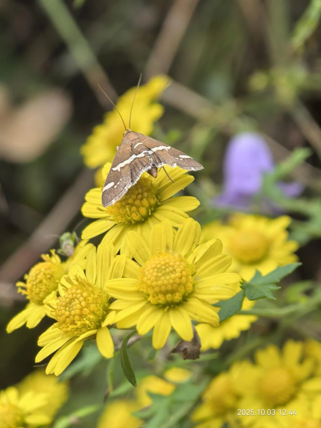花草620：甘菊？