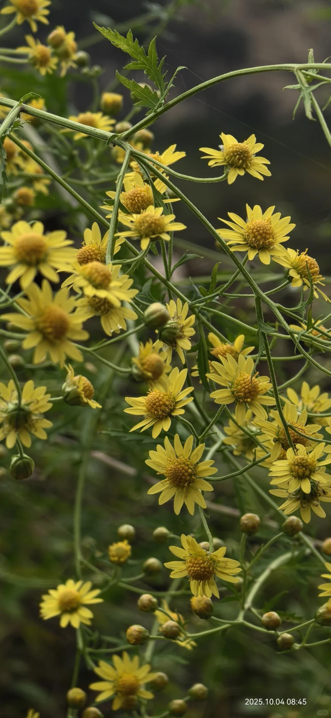 花草620：甘菊？