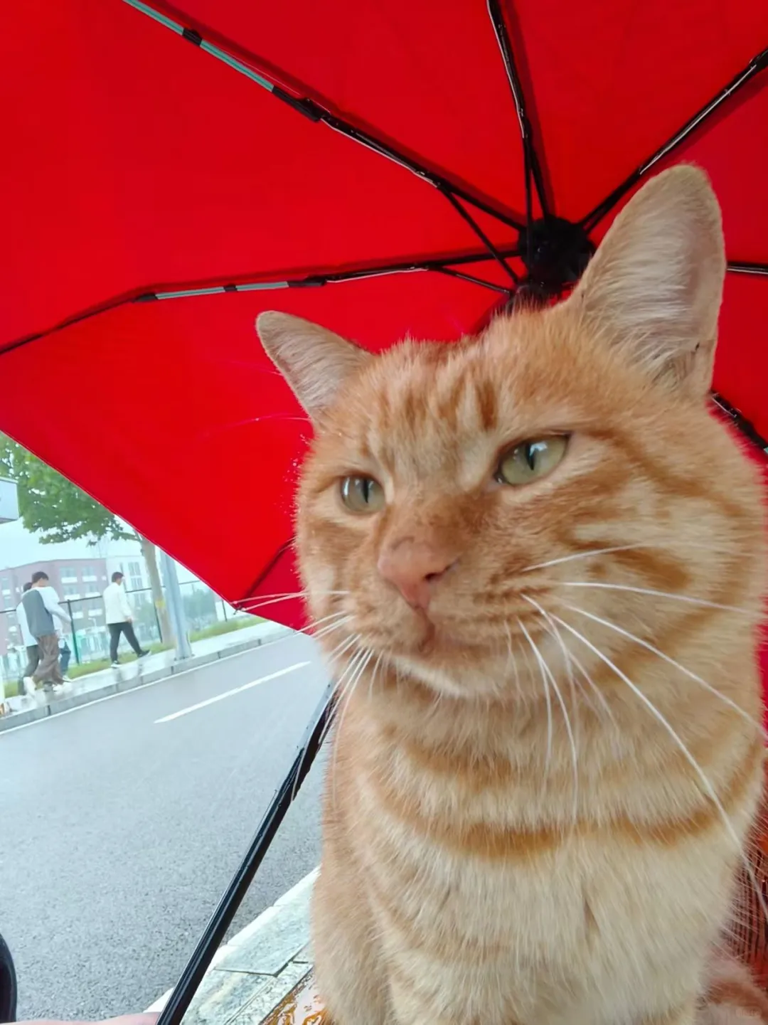 长治猫咪救助！流浪猫救助！