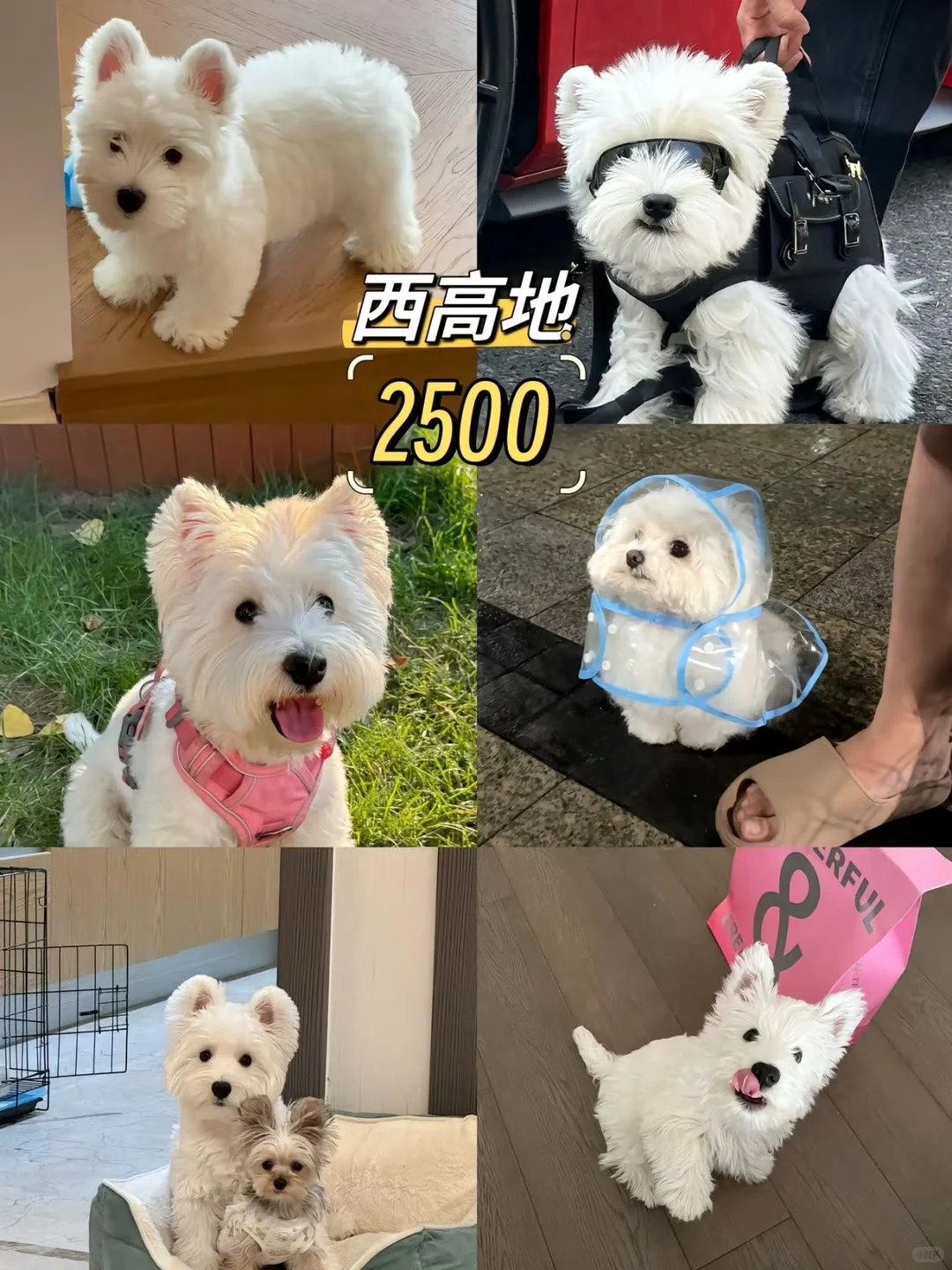 长治宠物市场 长治去哪选狗