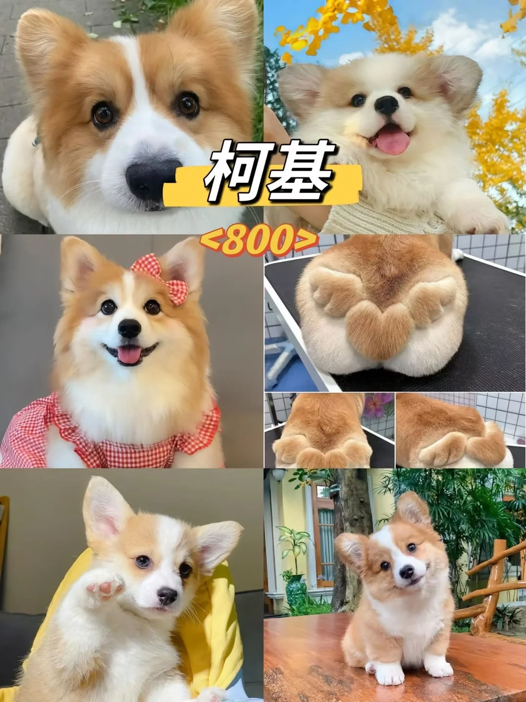 长治宠物市场 长治去哪选狗