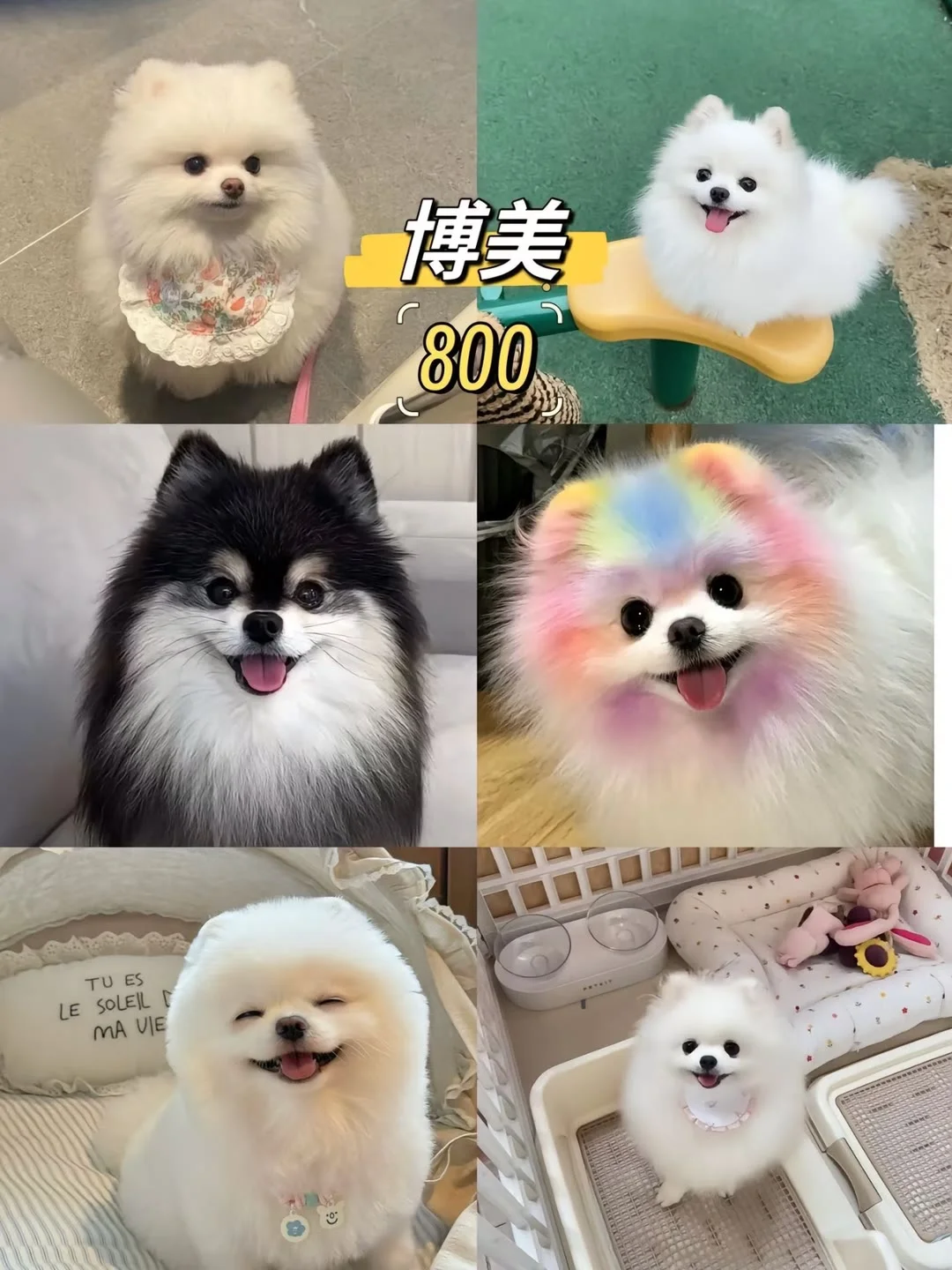 长治宠物市场 长治去哪选狗