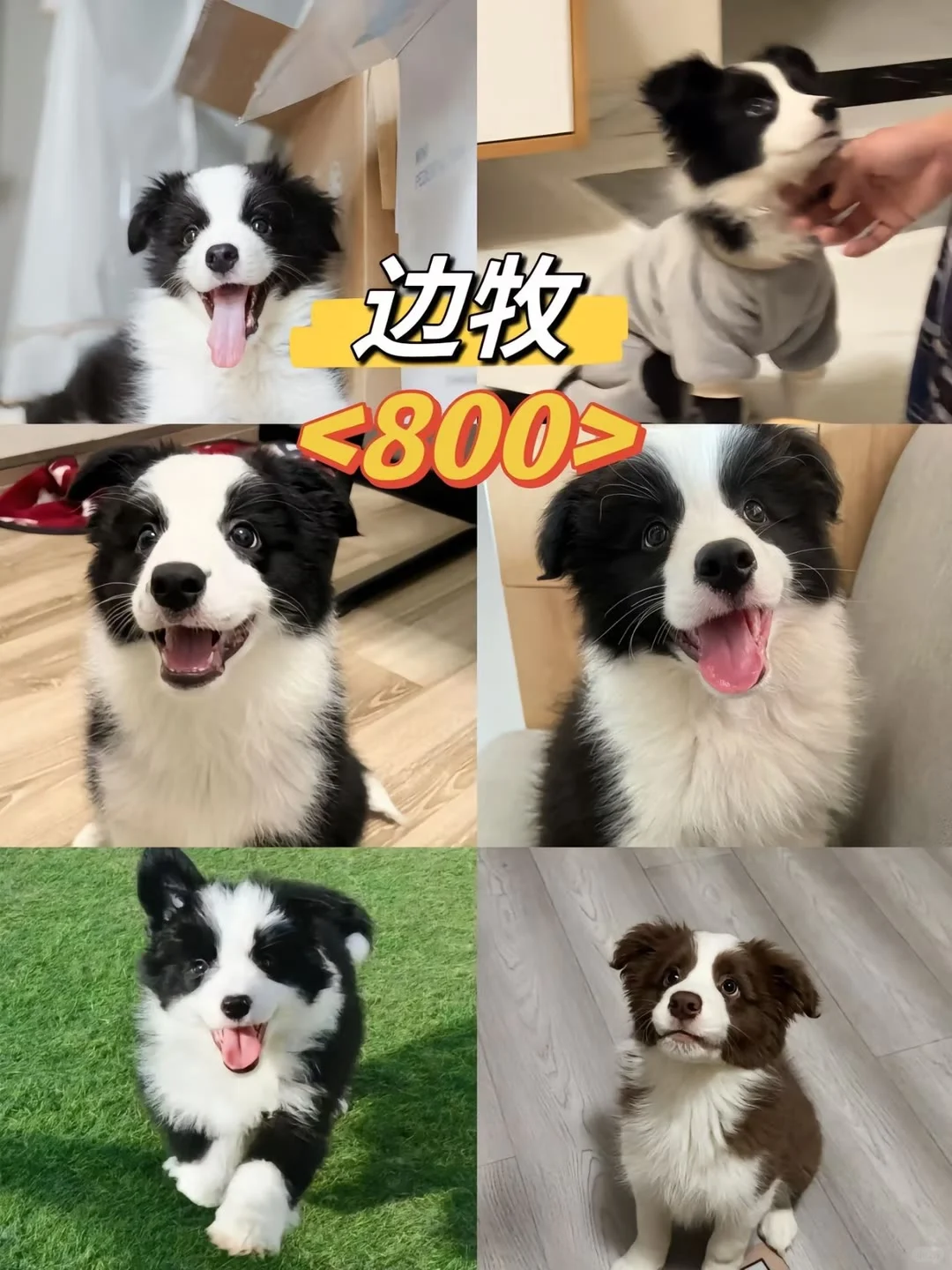 长治宠物市场 长治去哪选狗