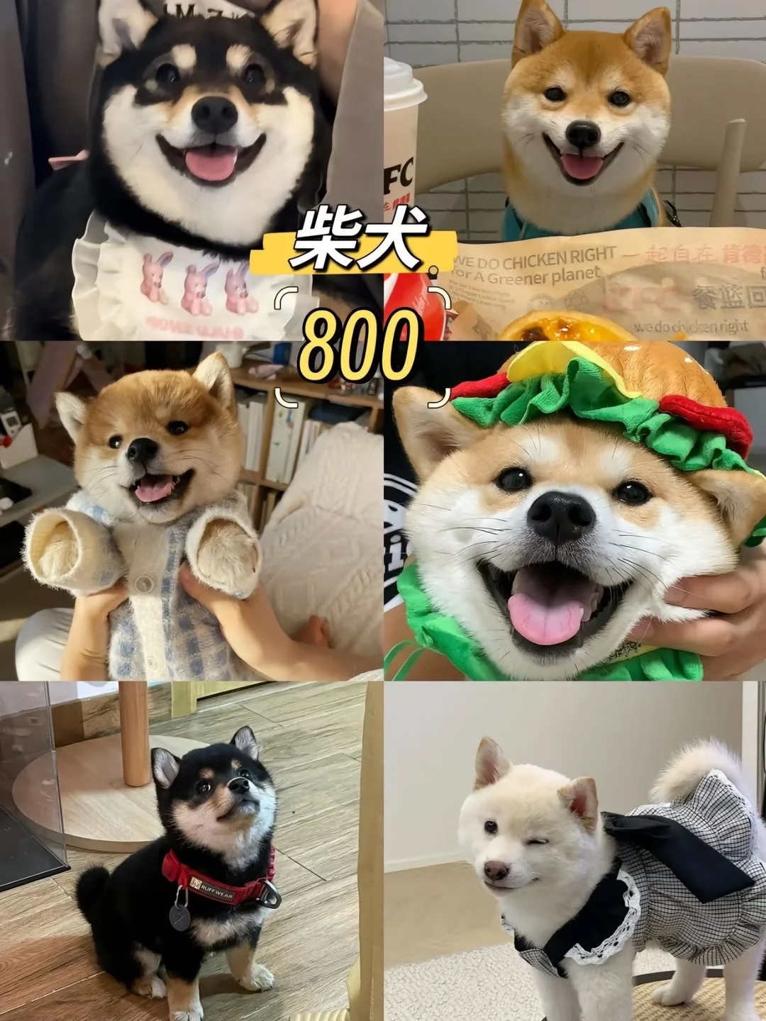 长治宠物市场 长治去哪选狗