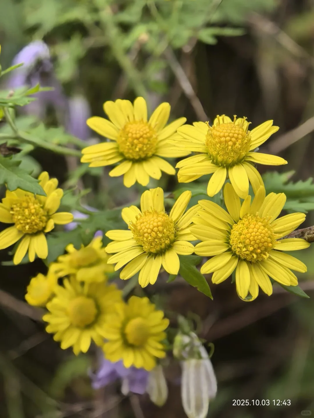 花草620：甘菊？