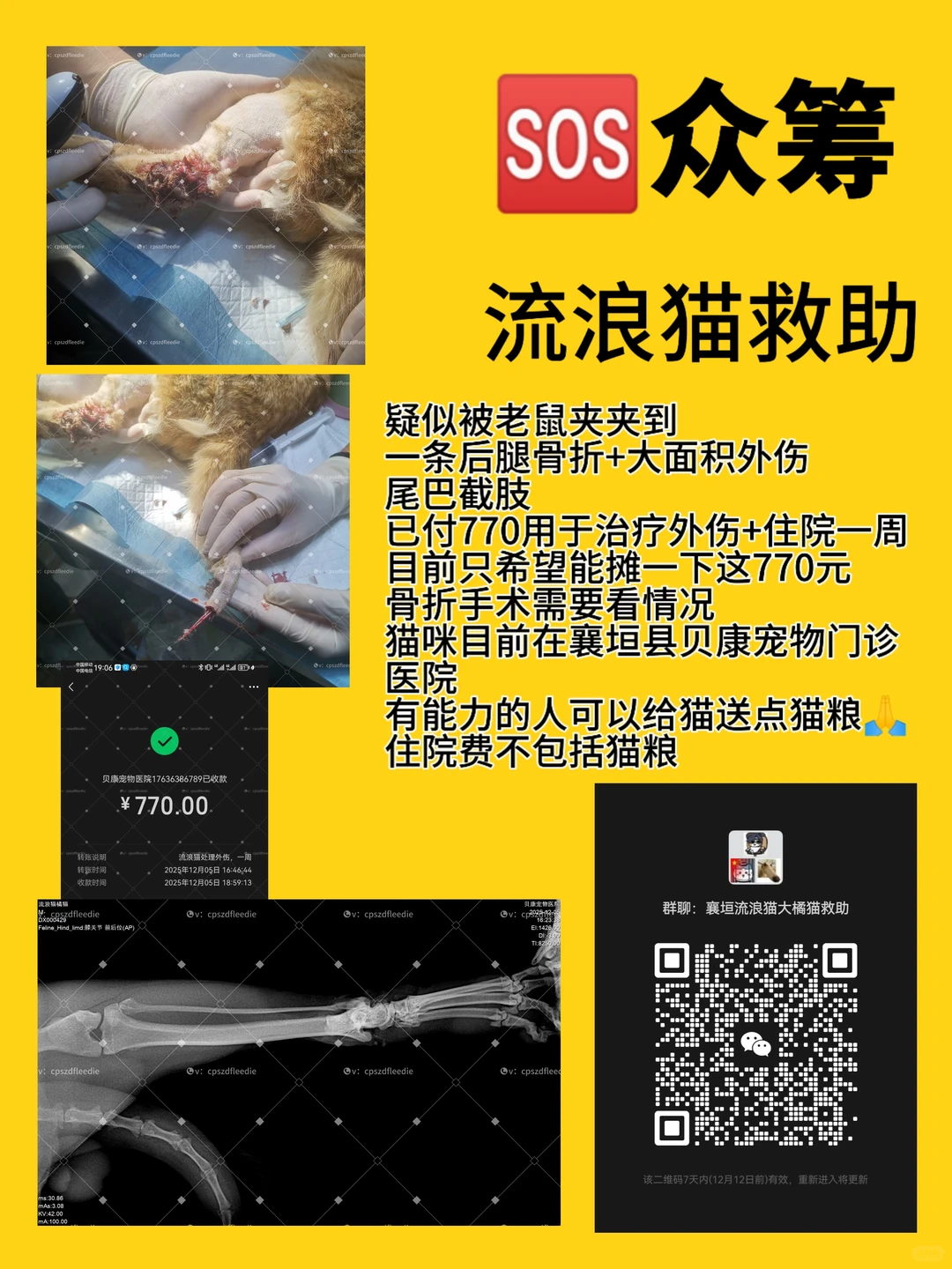 长治猫咪救助！流浪猫救助！