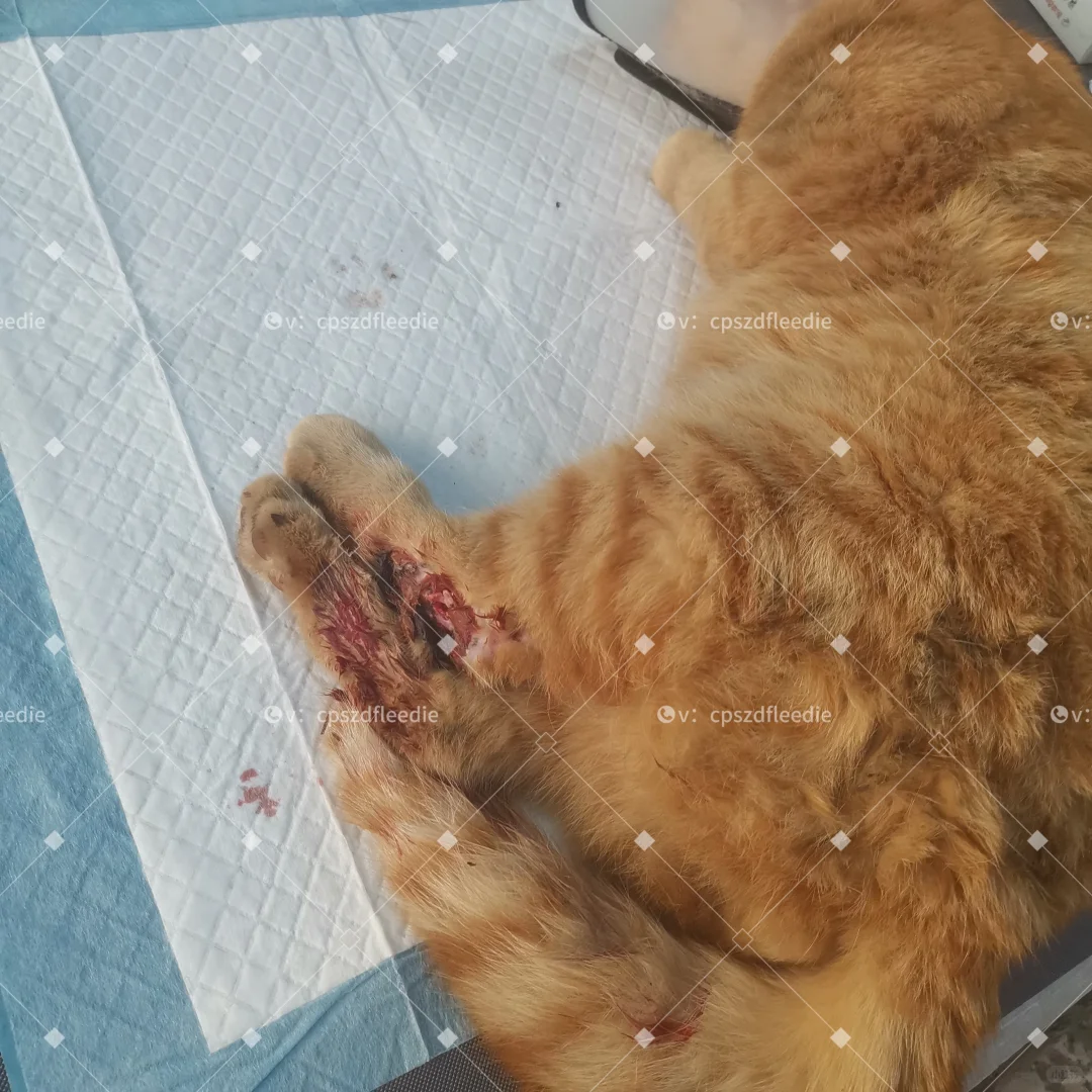 长治猫咪救助！流浪猫救助！