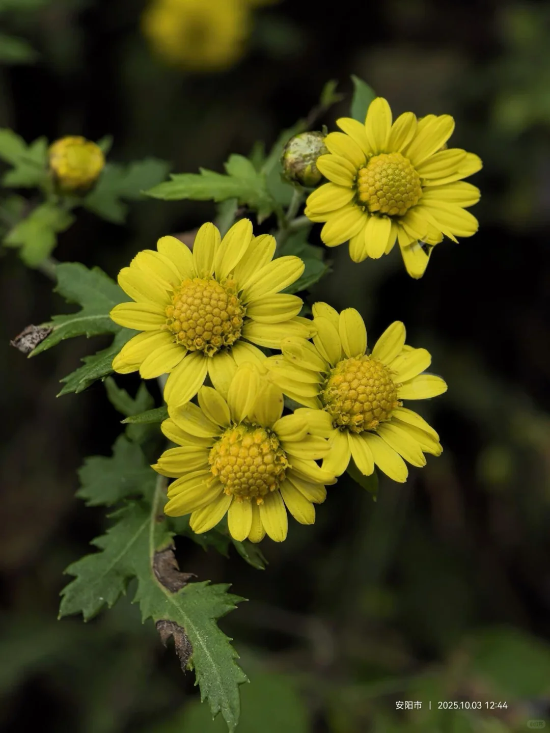 花草620：甘菊？