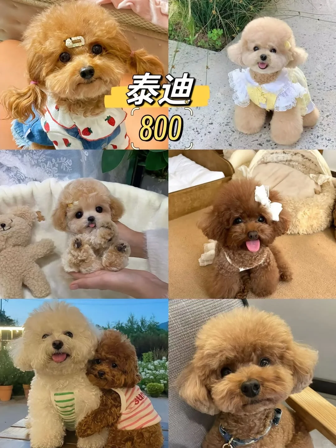 长治宠物市场 长治去哪选狗