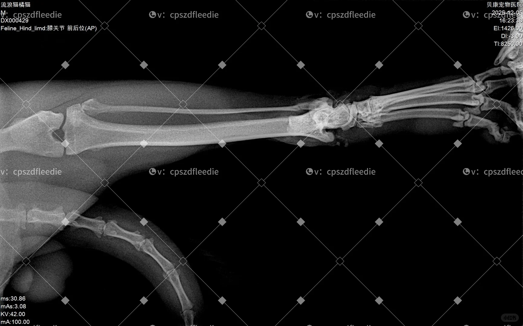 长治猫咪救助！流浪猫救助！