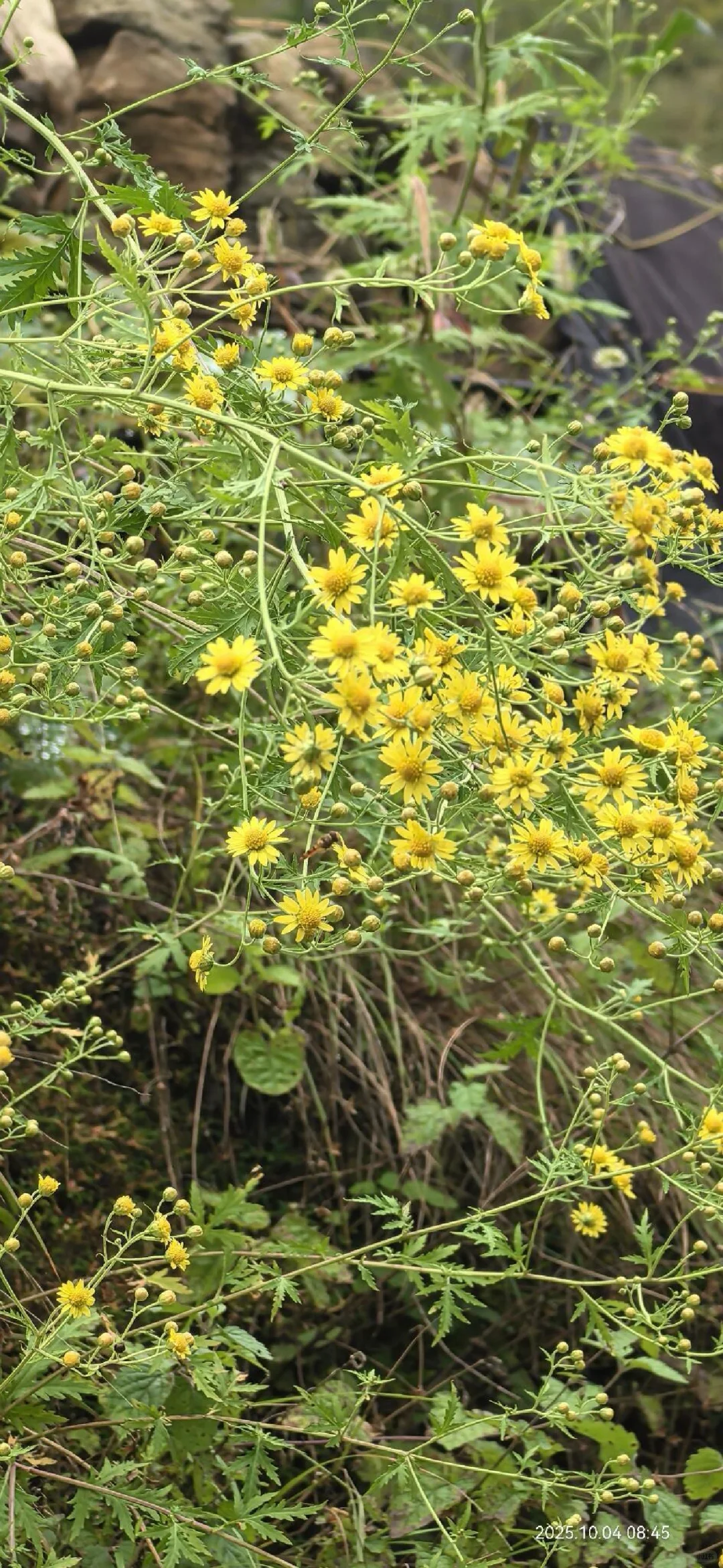 花草620：甘菊？