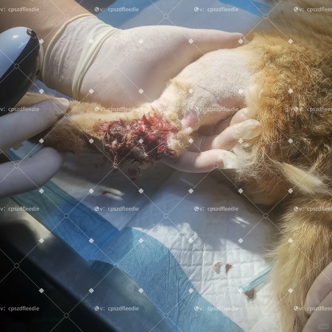 长治猫咪救助！流浪猫救助！