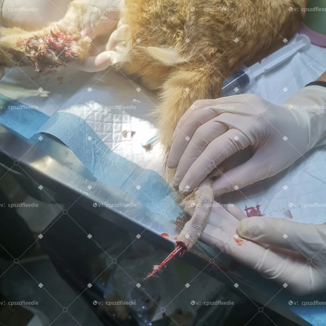 长治猫咪救助！流浪猫救助！