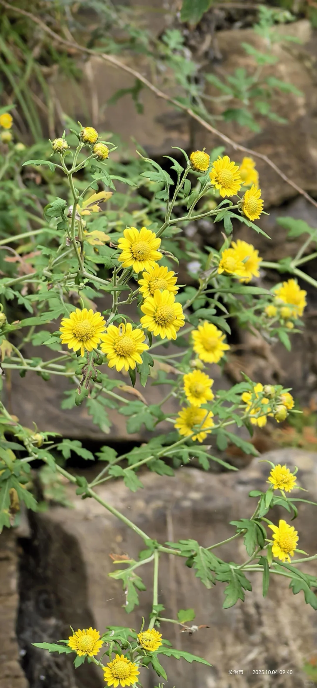 花草620：甘菊？