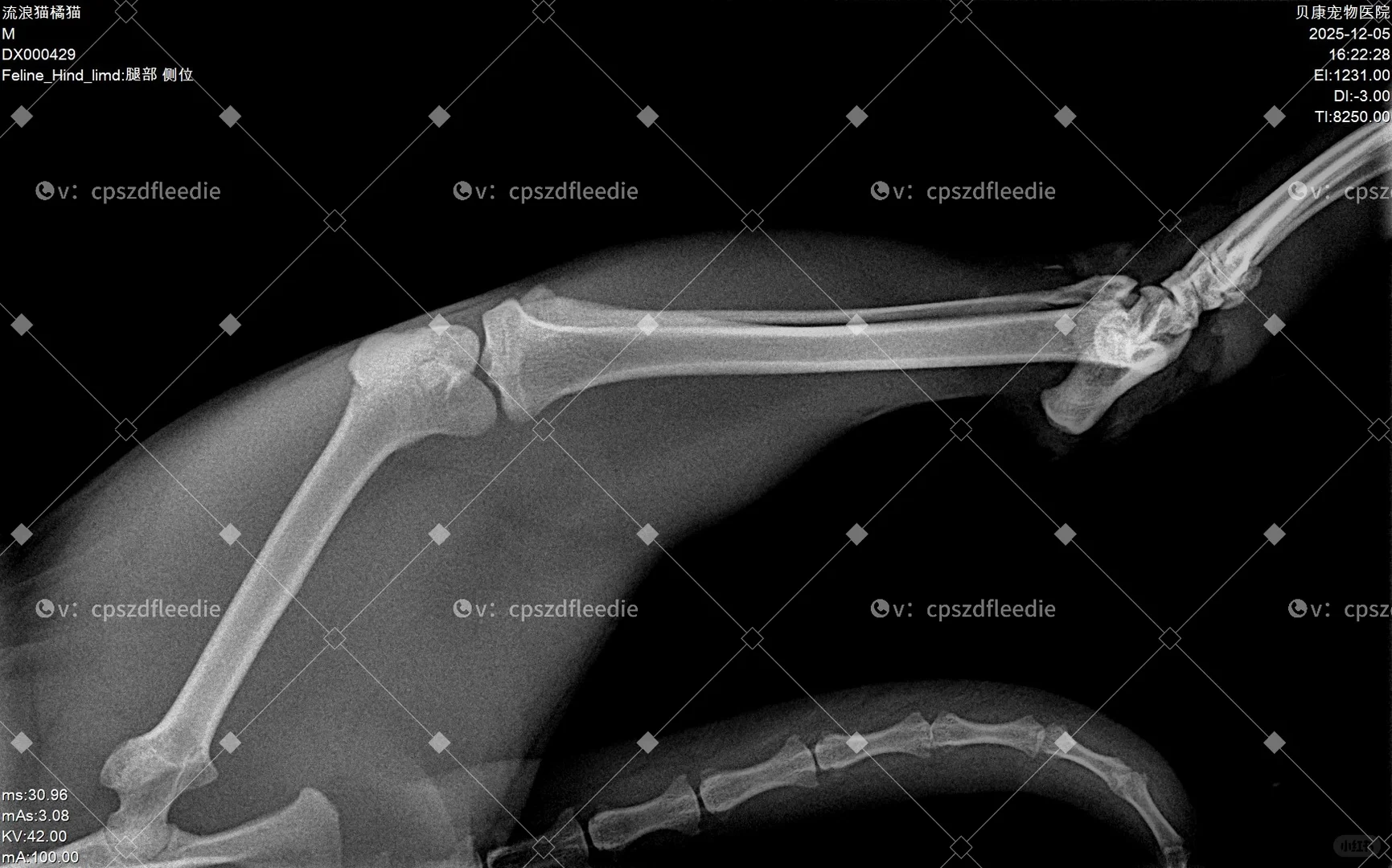 长治猫咪救助！流浪猫救助！