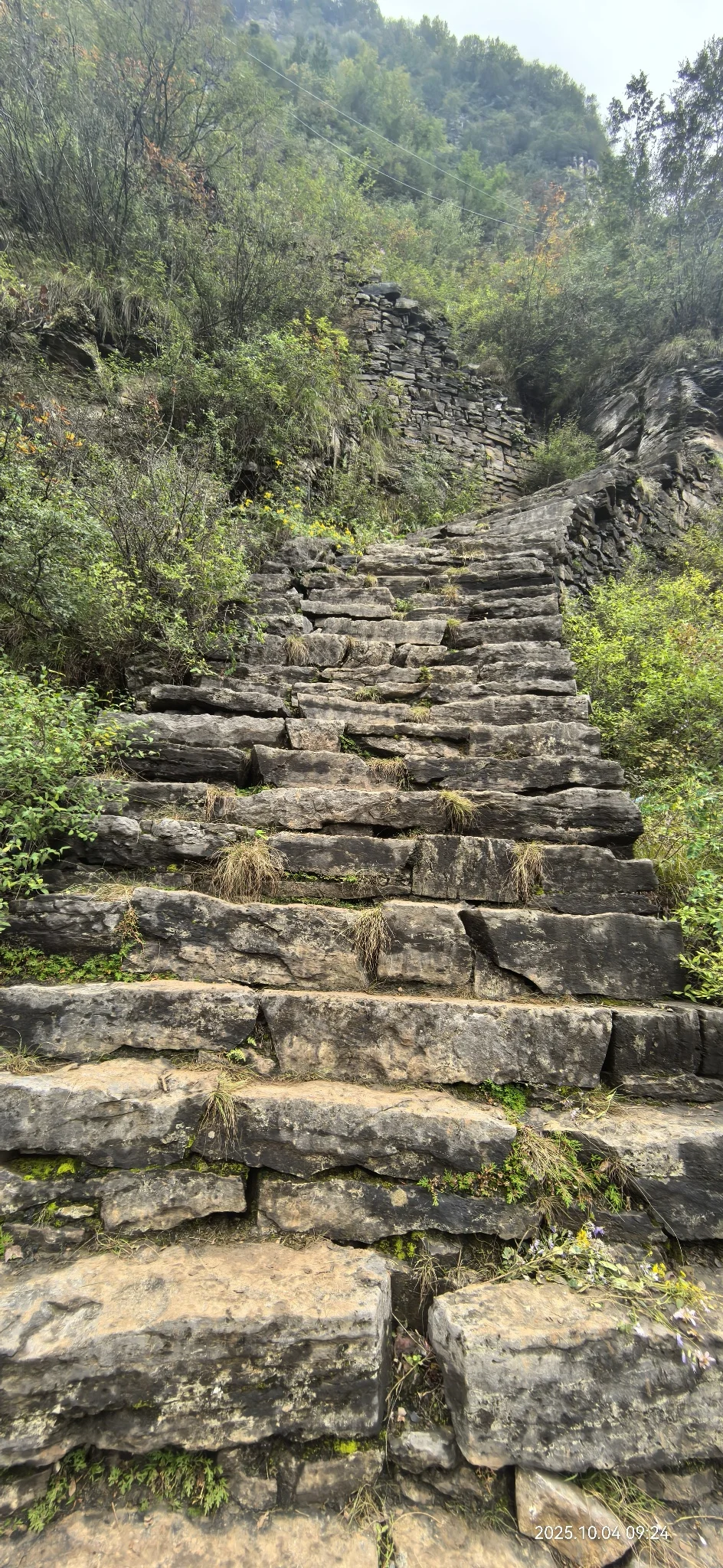 花草620：甘菊？