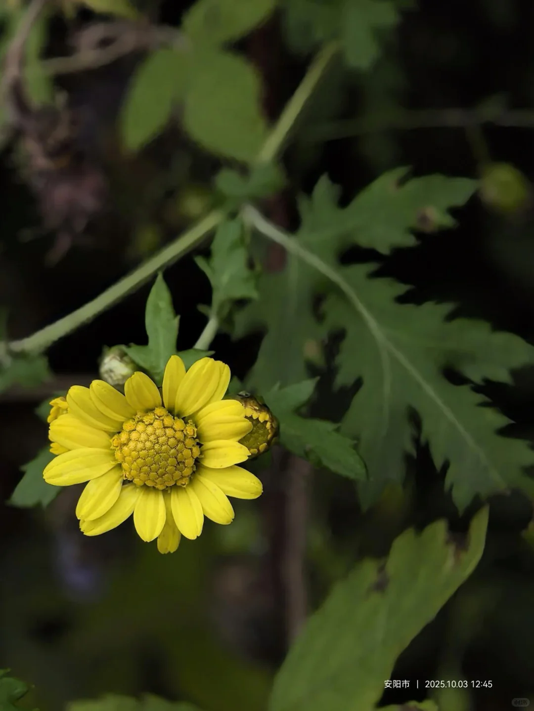 花草620：甘菊？