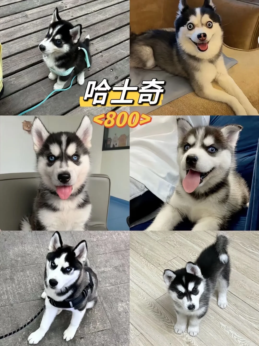 长治宠物市场 长治去哪选狗