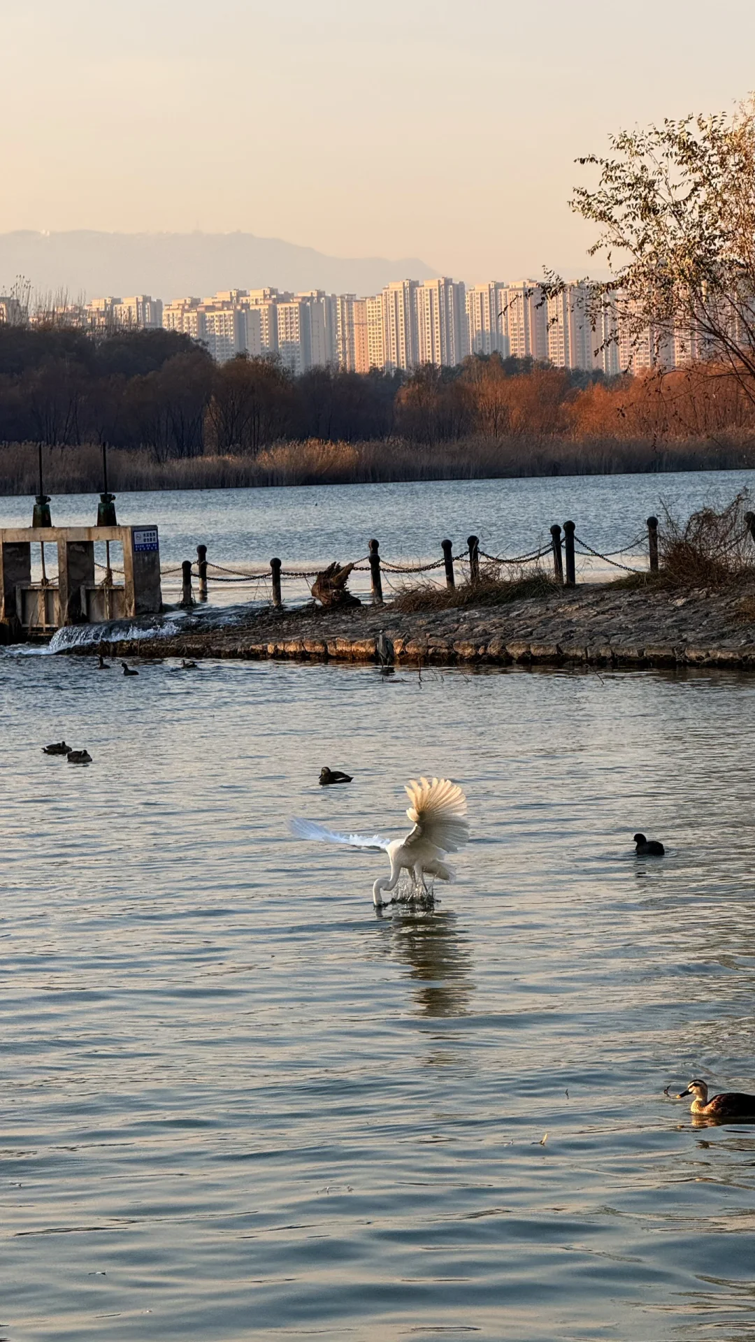 速来！太原冬日顶流已就位！白鹭美翻了！