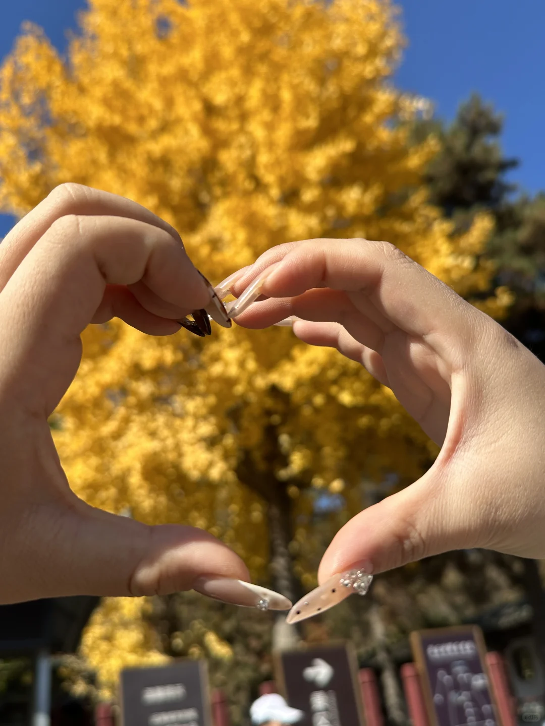 为了看晋祠五百年的银杏 来一次太原！