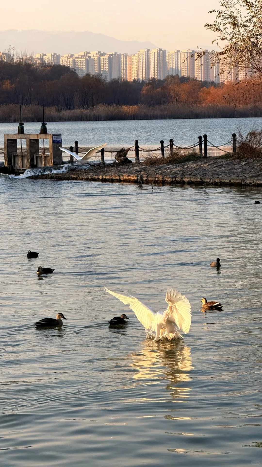 速来！太原冬日顶流已就位！白鹭美翻了！