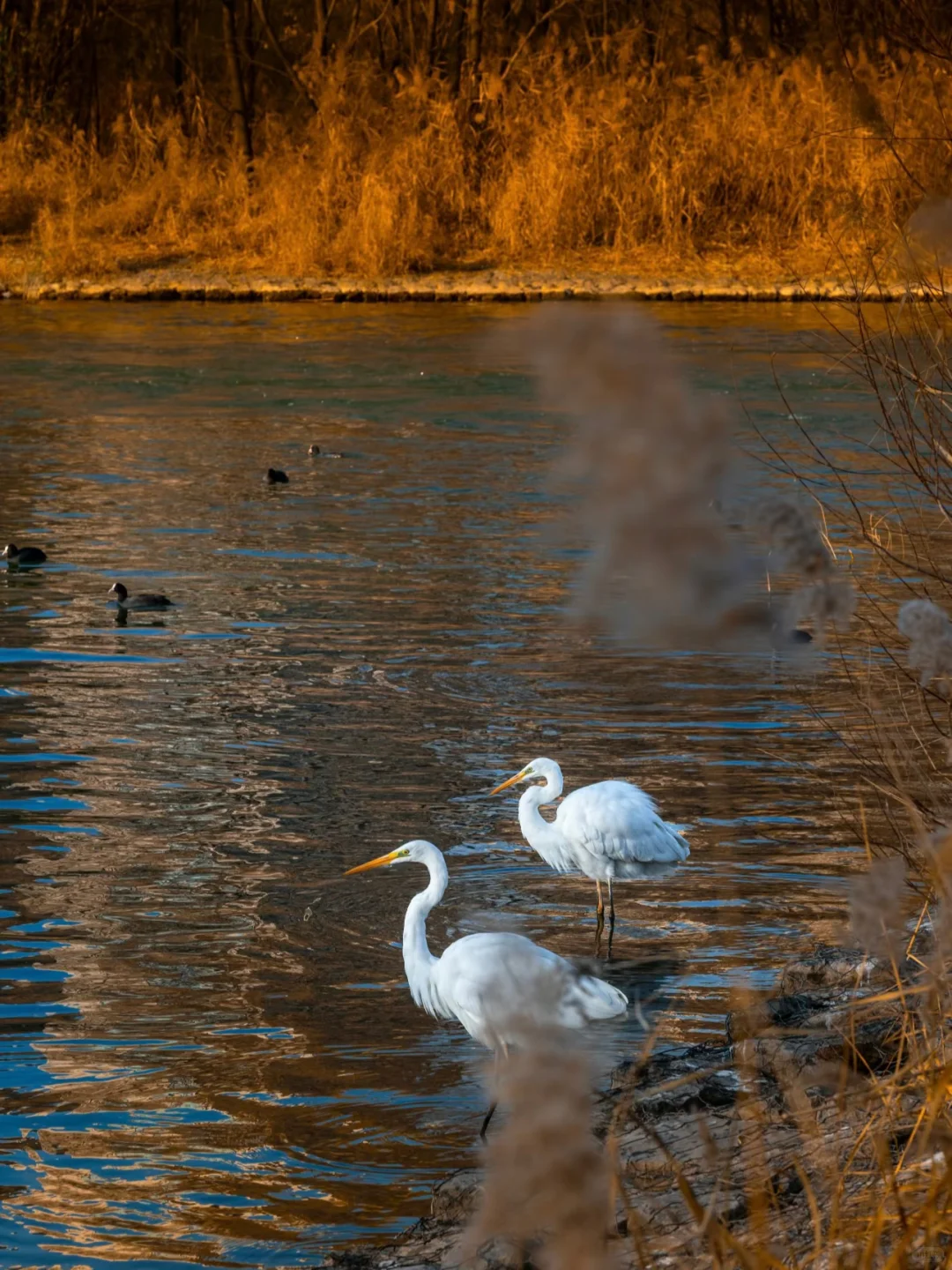 太原湿地公园有白鹭，大太原的环境越来越好
