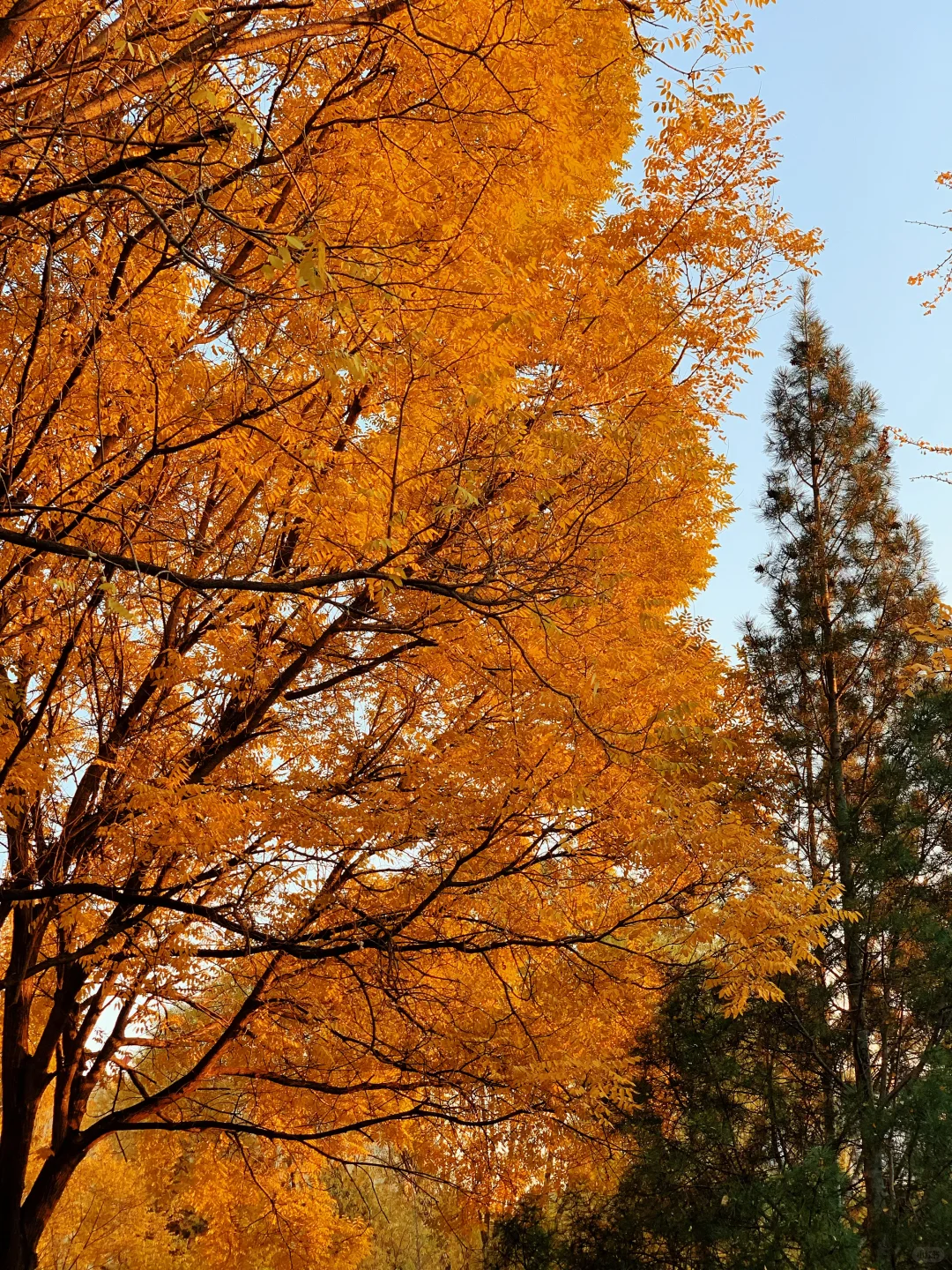 挖到太原秋景新坐标!!!!!!还有谁不知道!!!!