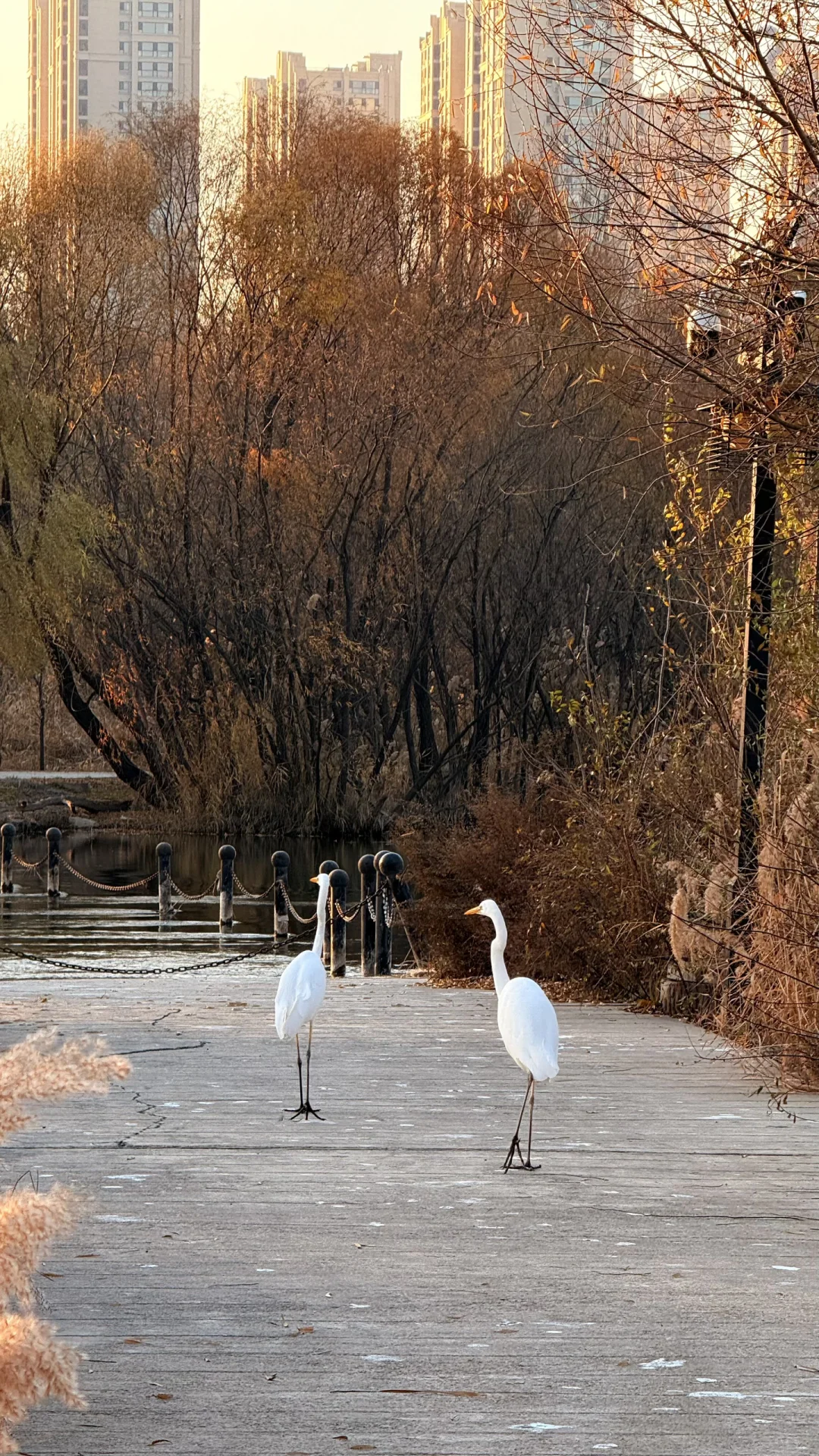 速来！太原冬日顶流已就位！白鹭美翻了！