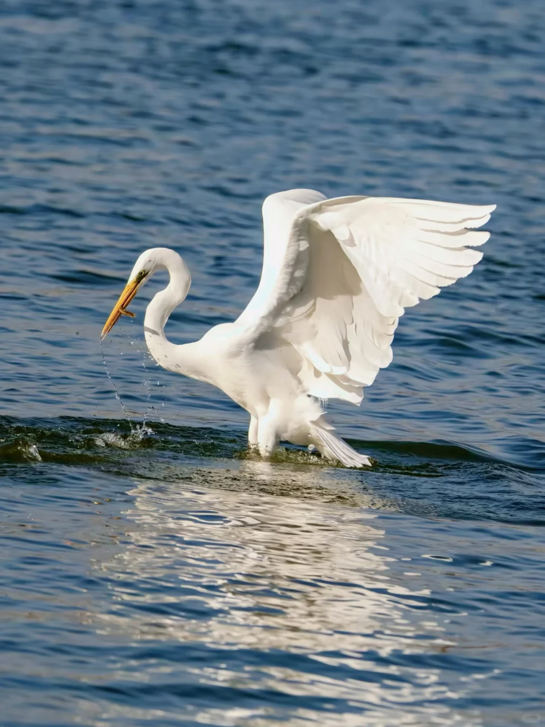 太原湿地公园有白鹭，大太原的环境越来越好