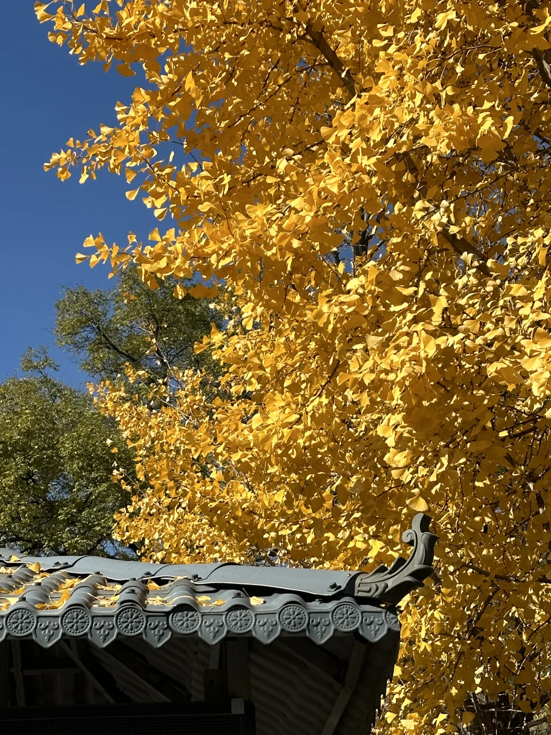 为了看晋祠五百年的银杏 来一次太原！