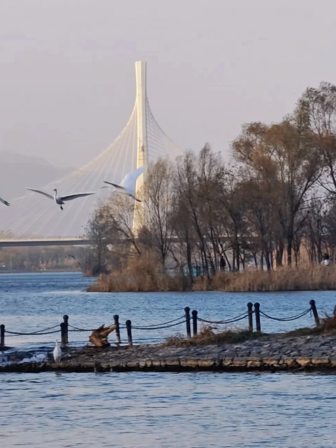 太原湿地公园有白鹭，大太原的环境越来越好