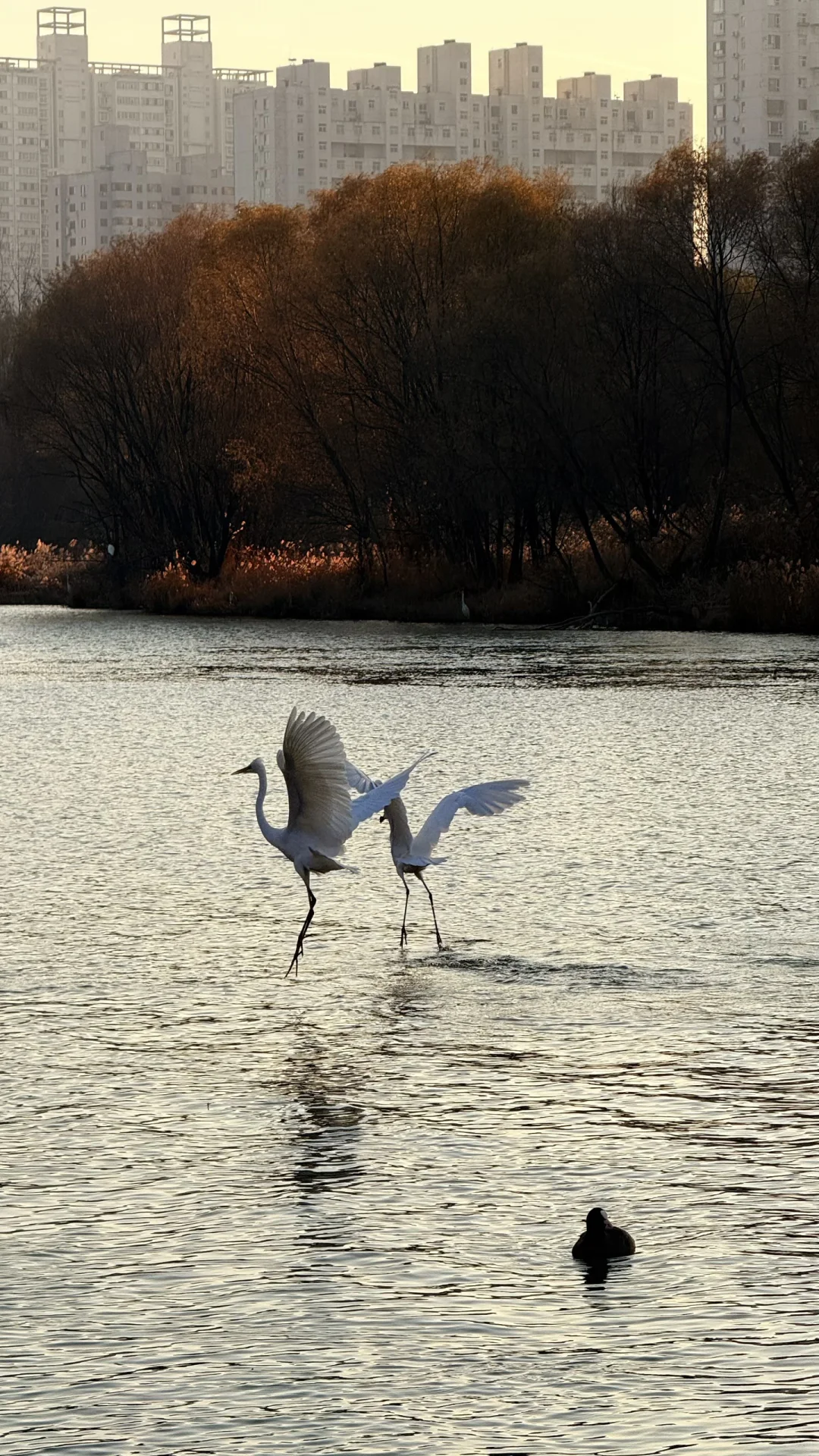 速来！太原冬日顶流已就位！白鹭美翻了！