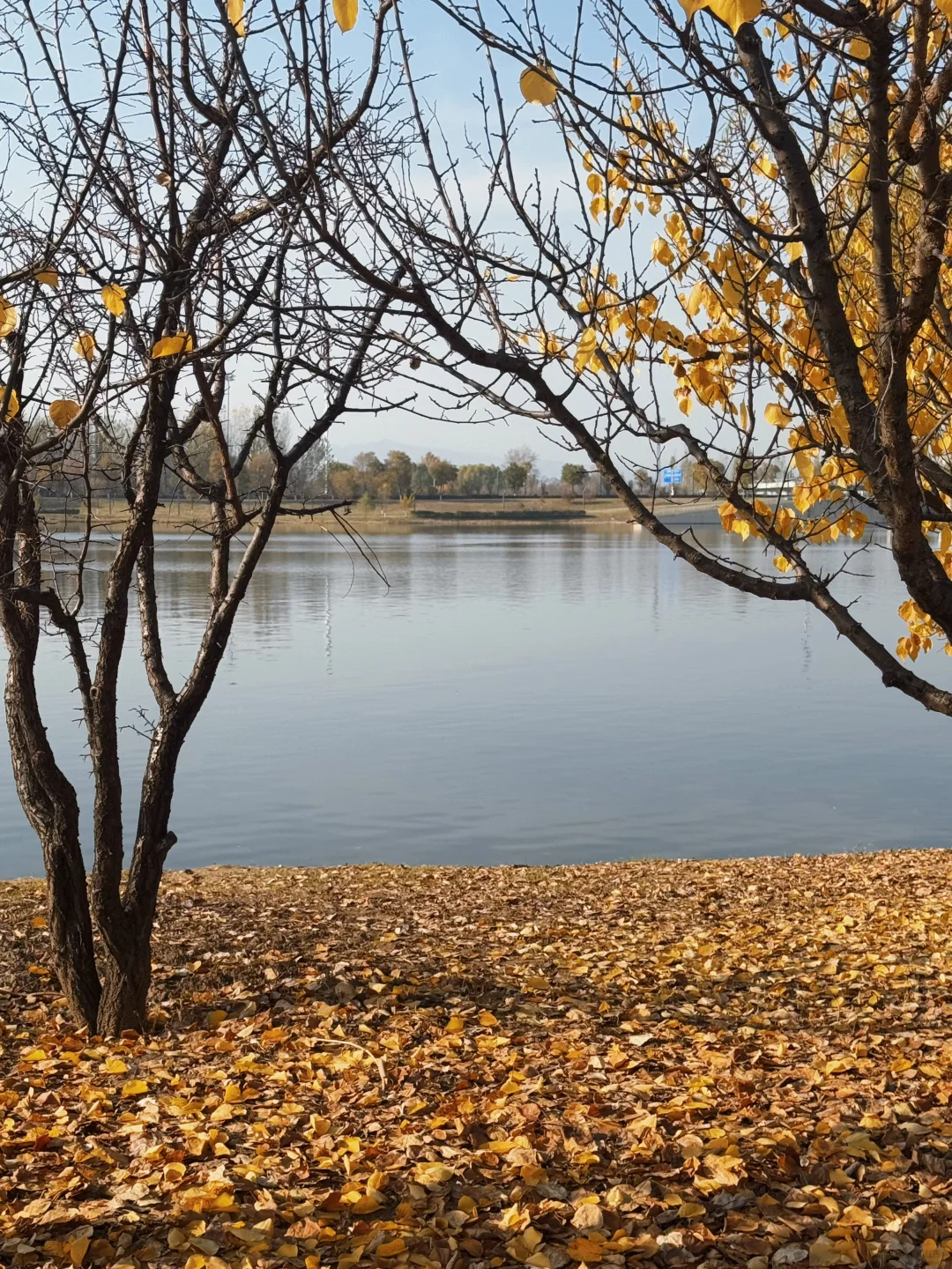 这应该是我去过太原最舒服的免费公园🍂……