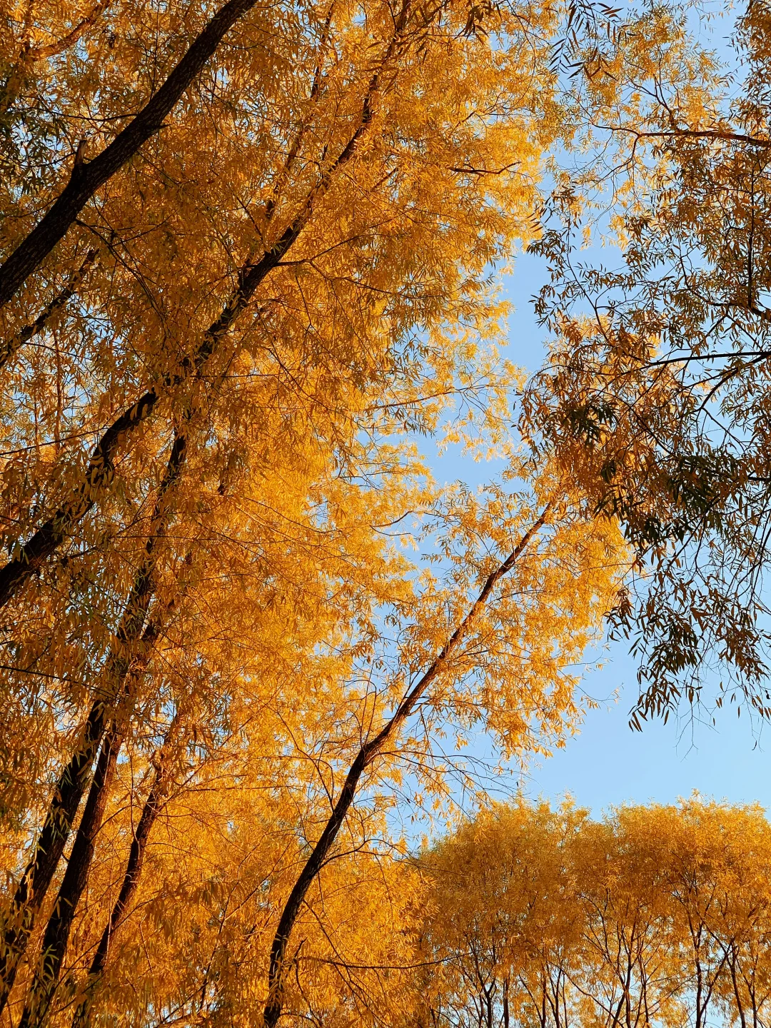 挖到太原秋景新坐标!!!!!!还有谁不知道!!!!